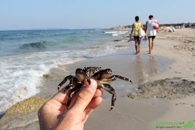Bild markiert mit: 2clovers.com, Beach, Es Cavallet Beach Part 1, Sexy Wallpaper